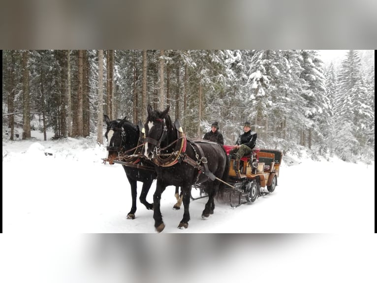 Silesisk häst Sto 17 år 162 cm Svart in Filzmoos