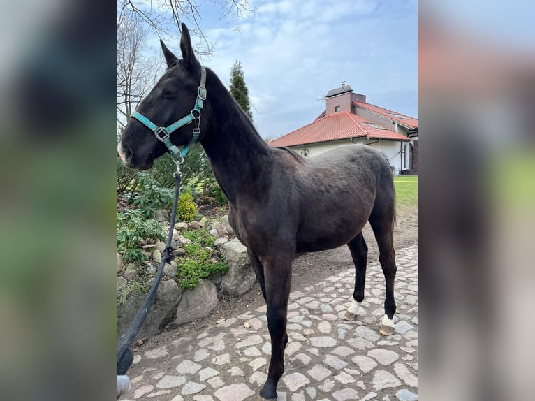 Silesisk häst Sto 1 år 155 cm Svart in Słupsk