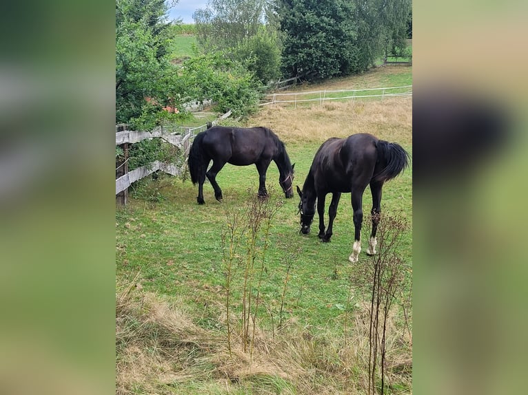 Silesisk häst Sto 1 år 160 cm Svart in Passau