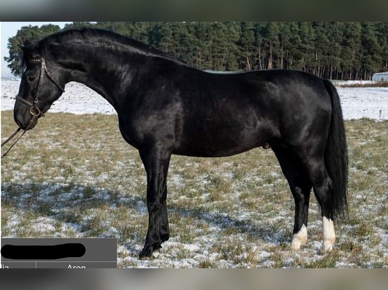 Silesisk häst Sto 1 år Brun in Krzycko Male