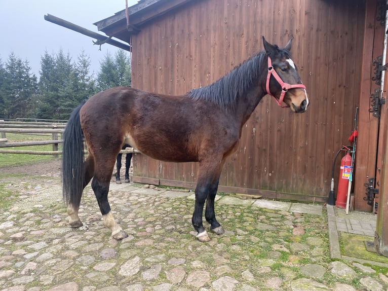 Silesisk häst Sto 2 år Mörkbrun in Karwice