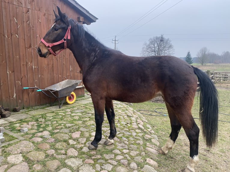 Silesisk häst Sto 2 år Mörkbrun in Karwice