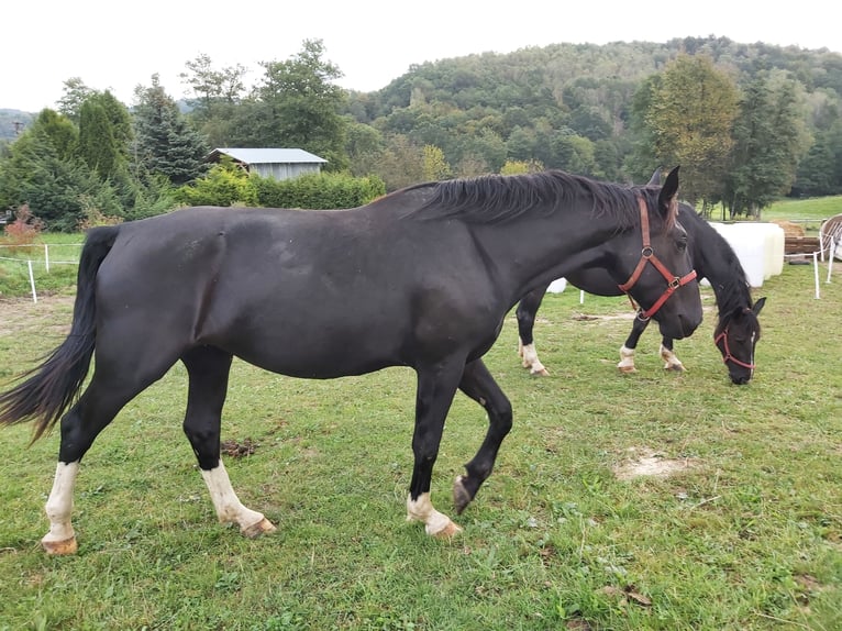 Silesisk häst Sto 3 år 165 cm Mörkbrun in Wojaszówka