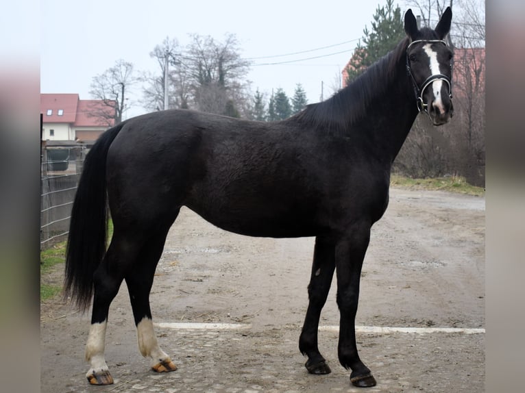 Silesisk häst Sto 3 år 167 cm Svart in Dobromierz