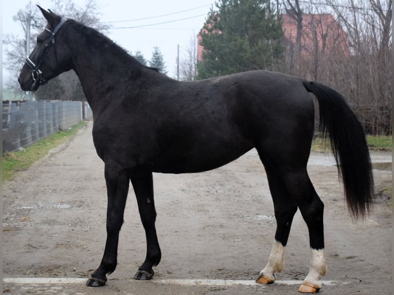 Silesisk häst Sto 3 år 167 cm Svart in Dobromierz