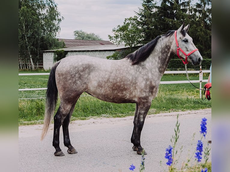 Silesisk häst Sto 6 år 163 cm Vit in Nieborów