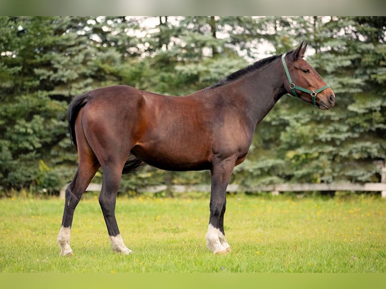 Silesisk häst Sto 8 år 159 cm Rökfärgad svart in Karpno