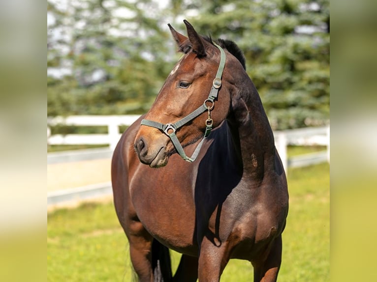 Silesisk häst Sto 8 år 159 cm Rökfärgad svart in Karpno