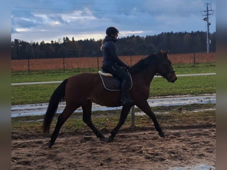 Silesisk häst Blandning Valack 3 år 158 cm Brun in Forst