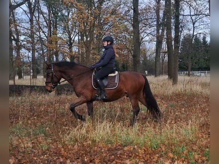 Silesisk häst Blandning Valack 3 år 158 cm Brun in Forst