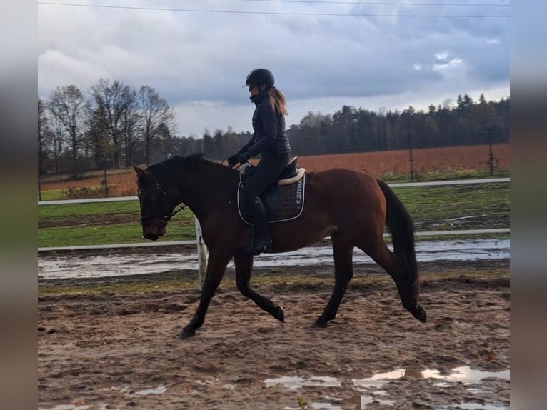 Silesisk häst Blandning Valack 3 år 158 cm Brun in Forst