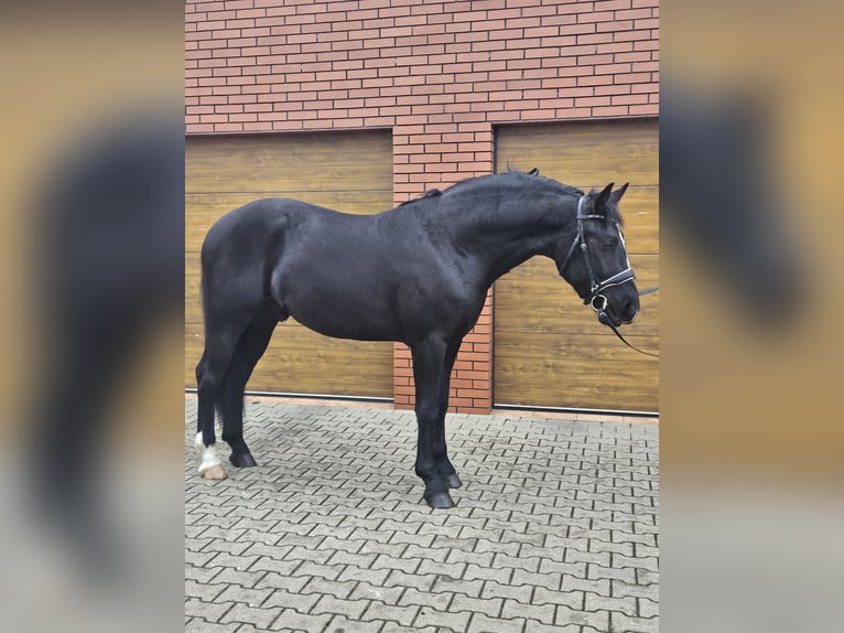 Silesisk häst Valack 3 år 161 cm Svart in Rawicz
