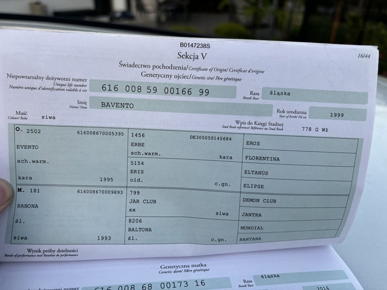 Silesisk häst Valack 3 år 169 cm Mörkbrun in Ebermannsdorf