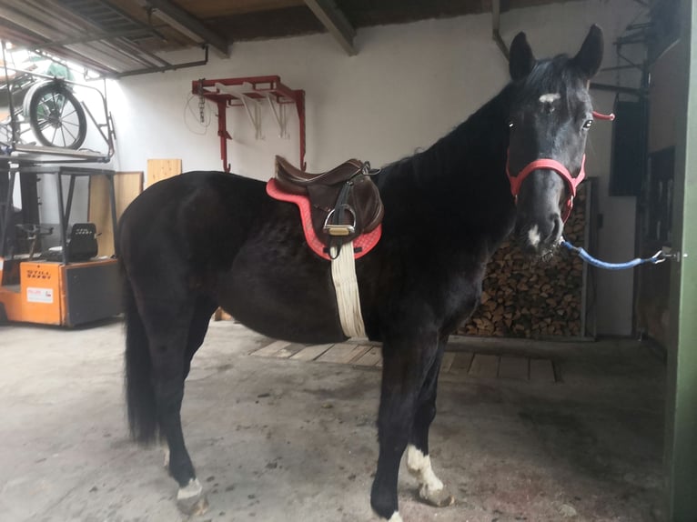 Silesisk häst Valack 4 år 168 cm Svart in Titisee-Neustadt