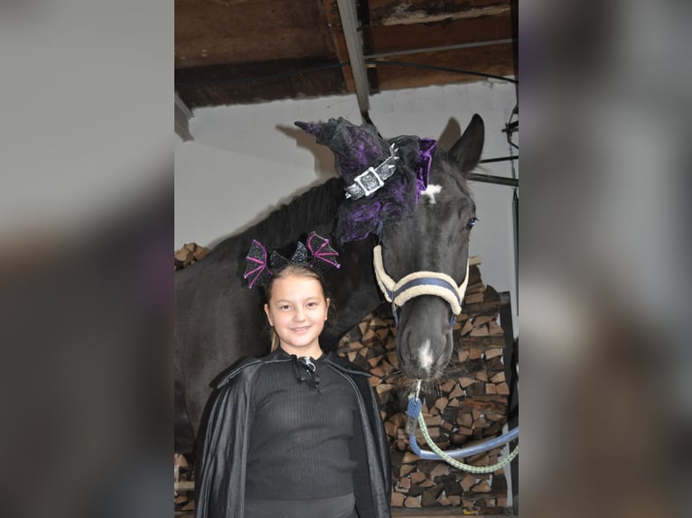 Silesisk häst Valack 4 år 168 cm Svart in Titisee-Neustadt