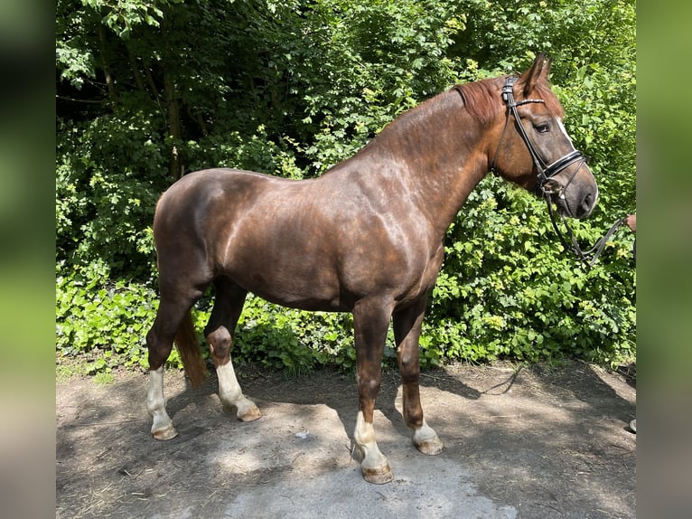 Silesisk häst Valack 5 år 162 cm Fux in Oberhausen
