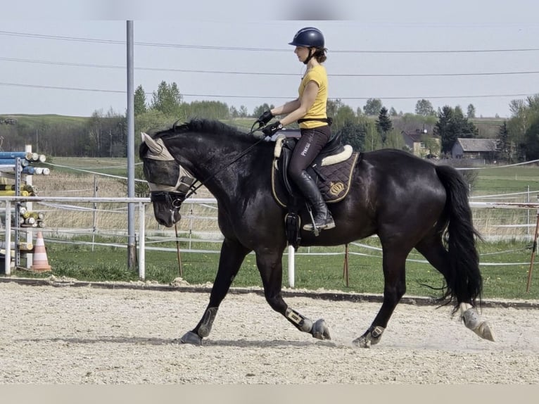 Silesisk häst Blandning Valack 5 år 165 cm in Goląsza Dolna