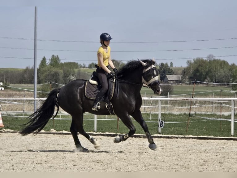 Silesisk häst Blandning Valack 5 år 165 cm in Goląsza Dolna