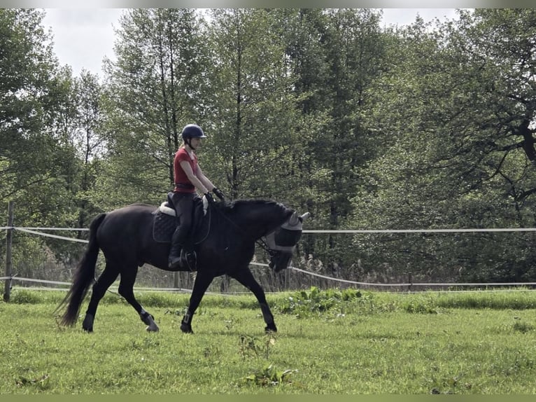 Silesisk häst Blandning Valack 5 år 165 cm in Goląsza Dolna