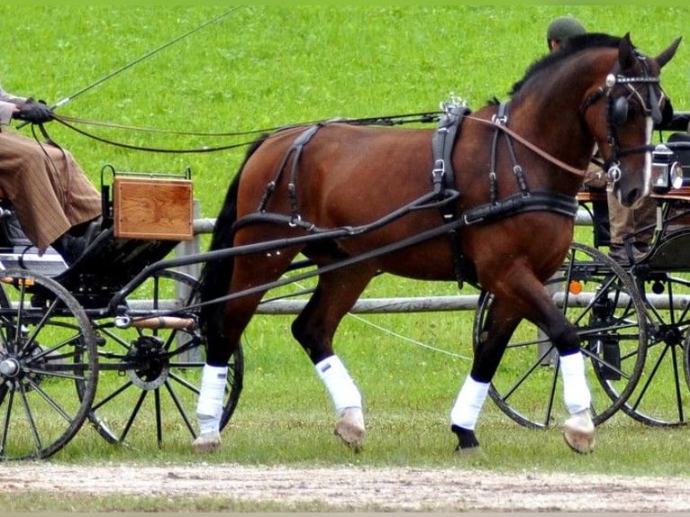 Silesisk häst Valack 7 år 163 cm Brun in Grünau