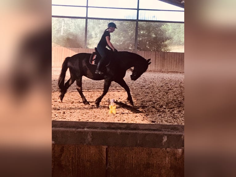 Silesisk häst Valack 8 år 164 cm Svart in Freisen