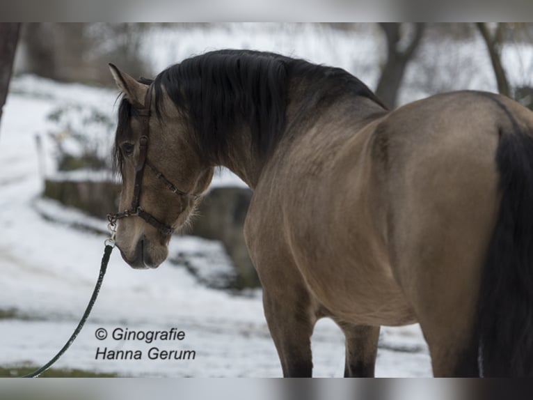 SIMPATIC V PRE Ogier Bułana in Gottfrieding