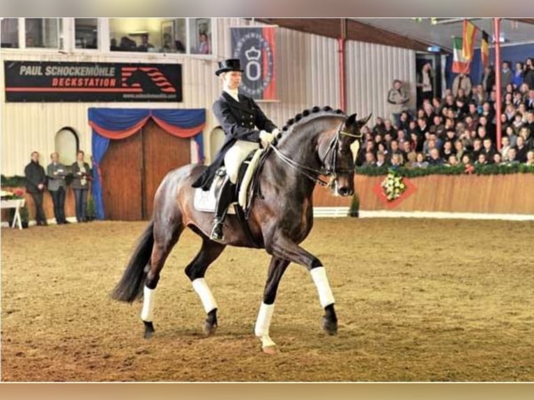 SIR DONNERHALL Oldenburg Stallone Baio scuro in Steinfeld (Oldenburg)