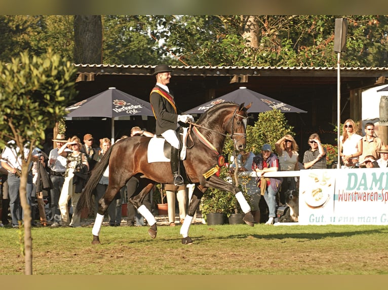 SIR DONNERHALL Oldenburg Stallone Baio scuro in Steinfeld (Oldenburg)