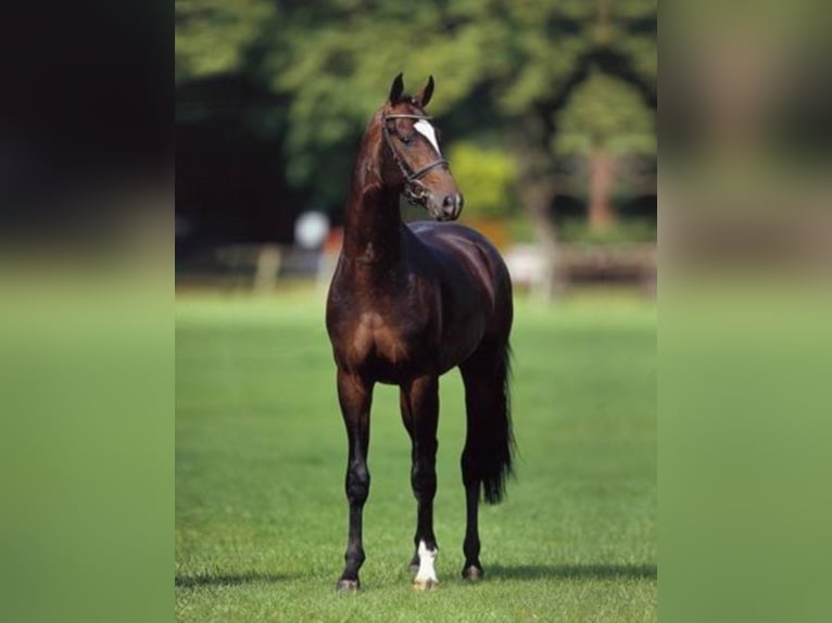 SIR DONNERHALL Oldenburg Stallone Baio scuro in Steinfeld (Oldenburg)