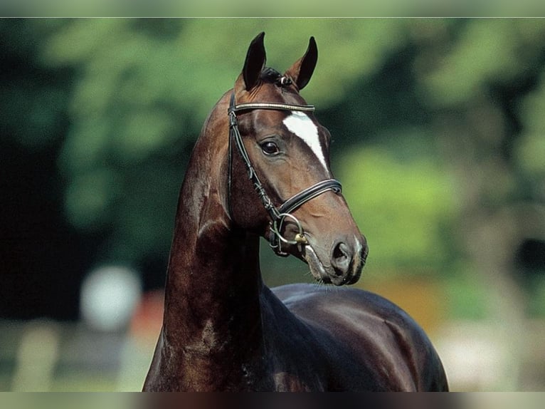 SIR DONNERHALL Oldenburg Stallone Baio scuro in Steinfeld (Oldenburg)
