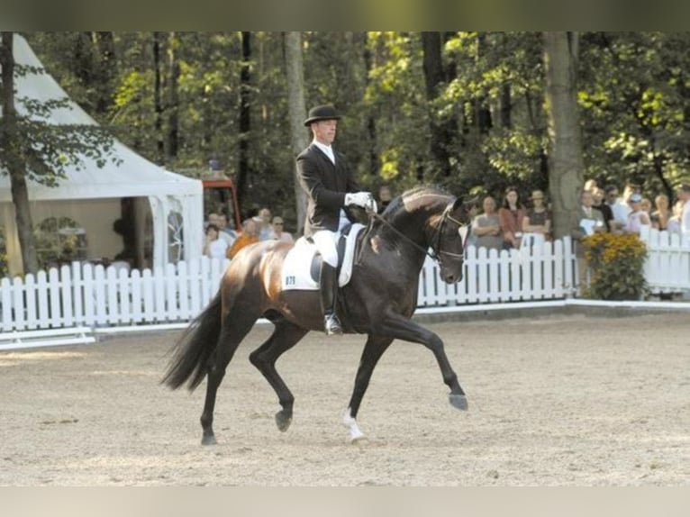SIR DONNERHALL Oldenburg Stallone Baio scuro in Steinfeld (Oldenburg)