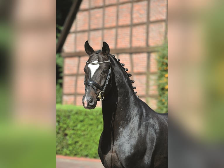 SIR DONNERHALL Oldenburg Stallone Baio scuro in Steinfeld (Oldenburg)