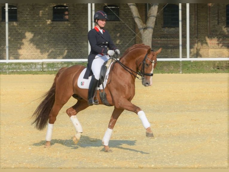 SIR HEINRICH Oldenburg Stallion Chestnut-Red in Warendorf