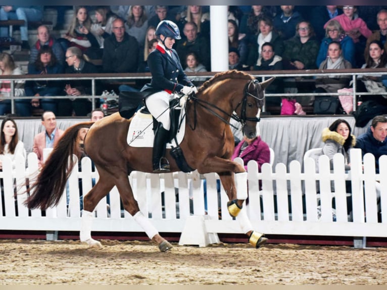 SIR HEINRICH Oldenburg Stallion Chestnut-Red in Warendorf