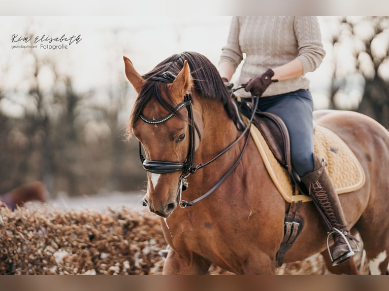 Sir Quickstep SMW Pintos Hengst Gevlekt-paard in Achau