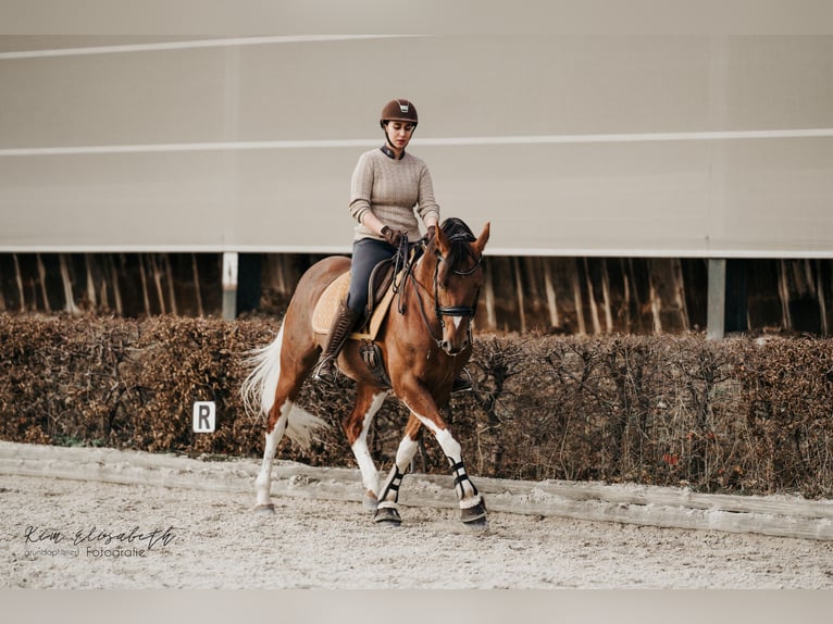 Sir Quickstep SMW Pintos Hengst Gevlekt-paard in Achau