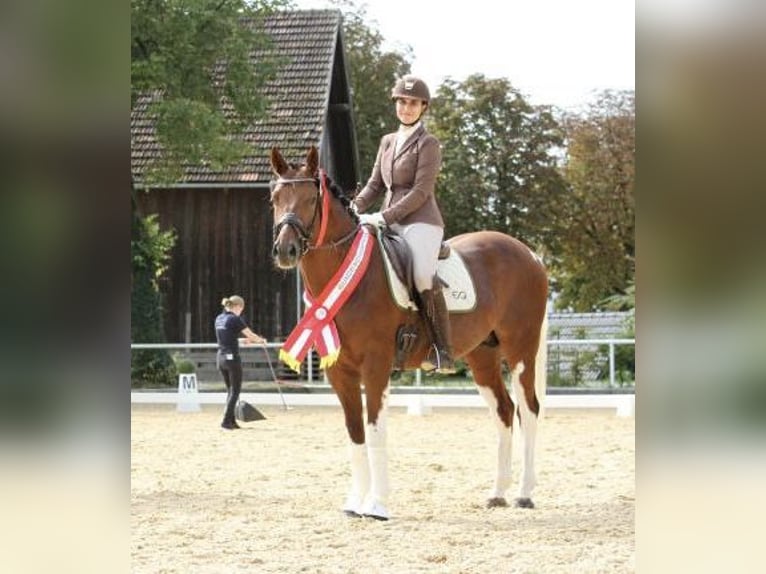 Sir Quickstep SMW Pintos Hengst Gevlekt-paard in Achau