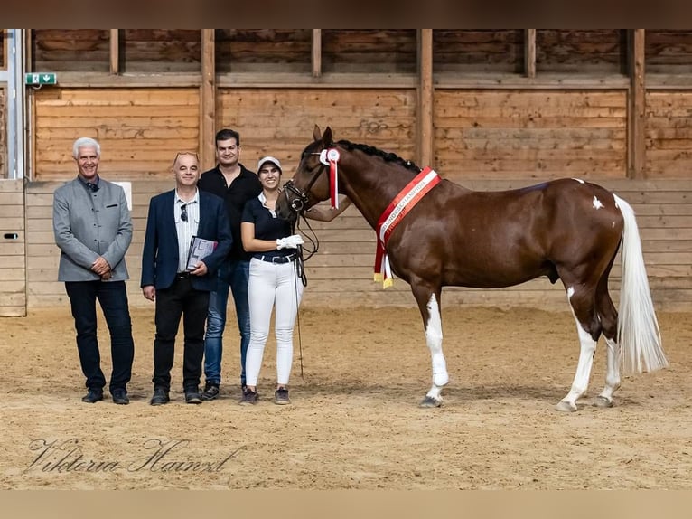 Sir Quickstep SMW Pintos Hengst Gevlekt-paard in Achau