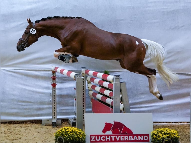 Sir Quickstep SMW Pintos Hengst Gevlekt-paard in Achau