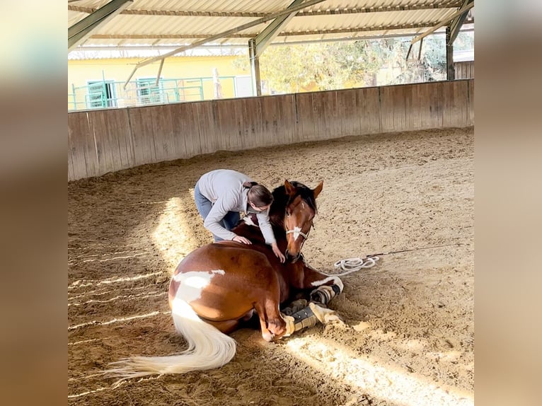 Sir Quickstep SMW Pintos Hengst Gevlekt-paard in Achau