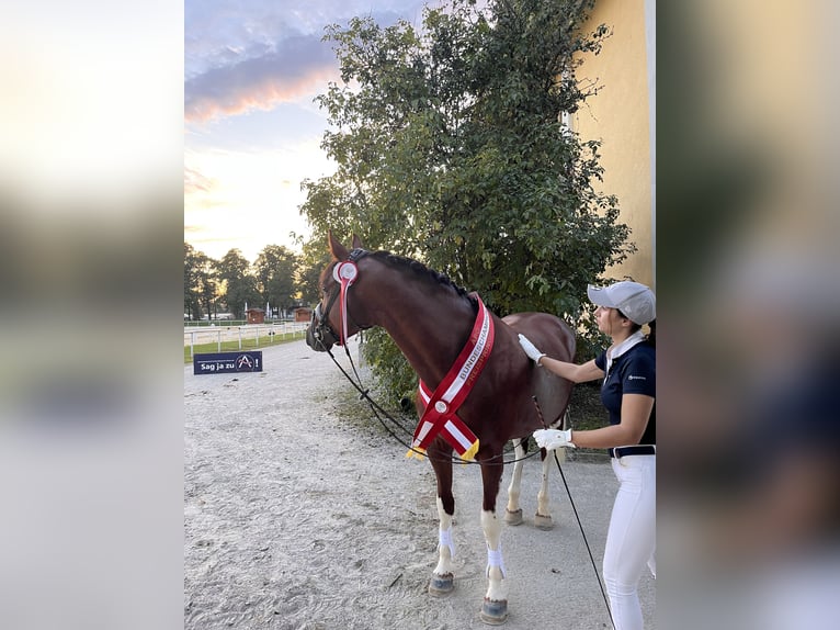 Sir Quickstep SMW Pintos Hengst Gevlekt-paard in Achau