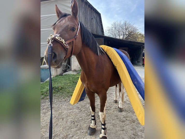 Sir Quickstep SMW Pintos Stallion Pinto in Achau