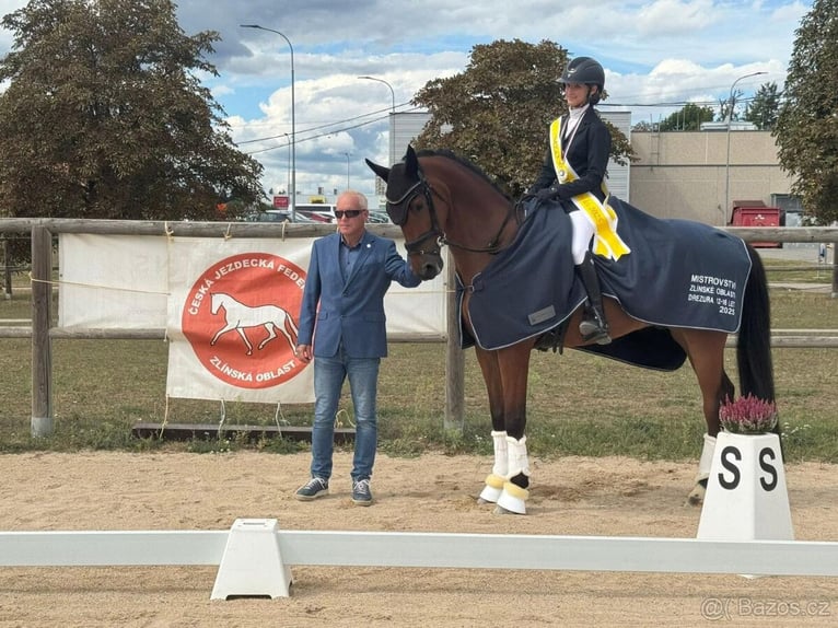 Slovacco Castrone 10 Anni 167 cm Baio in Jihlava
