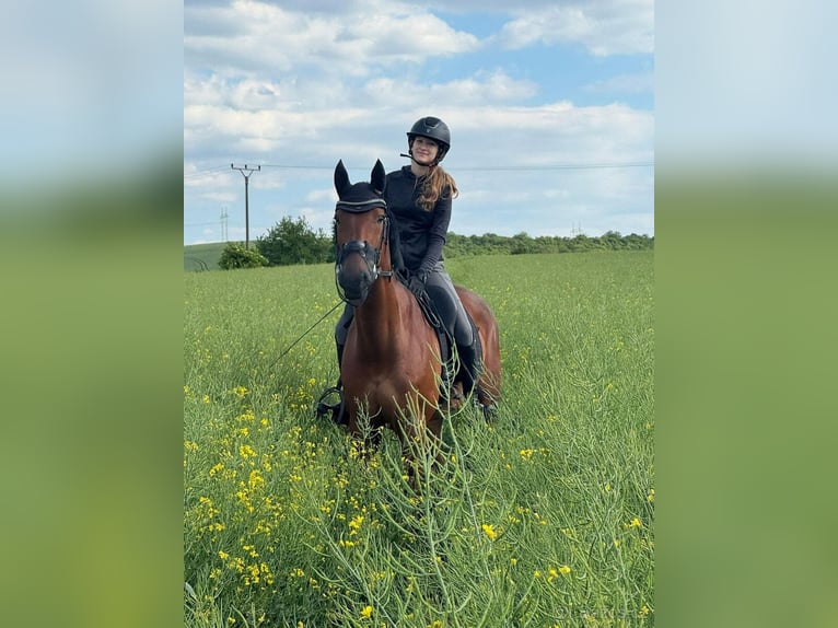 Slovacco Castrone 10 Anni 167 cm Baio in Jihlava
