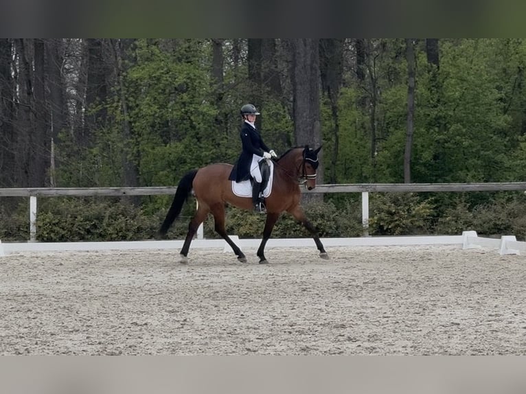 Slovacco Castrone 10 Anni 167 cm Baio in Jihlava