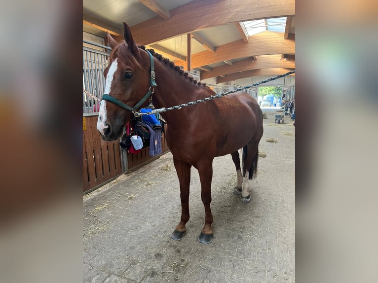 Slovacco Castrone 10 Anni 172 cm Sauro in Ottobrunn