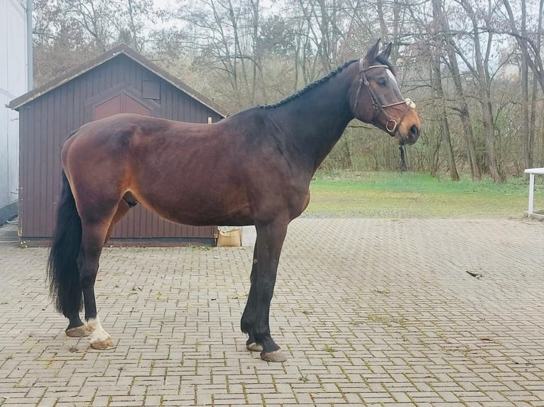 Slovacco Castrone 10 Anni 180 cm Baio nero in Jilove