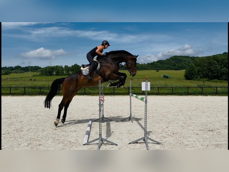 Slovacco Castrone 10 Anni 180 cm Baio nero in Jilove