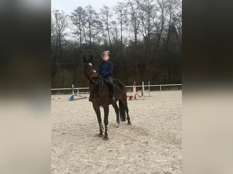 Slovacco Castrone 10 Anni 180 cm Baio nero in Jilove