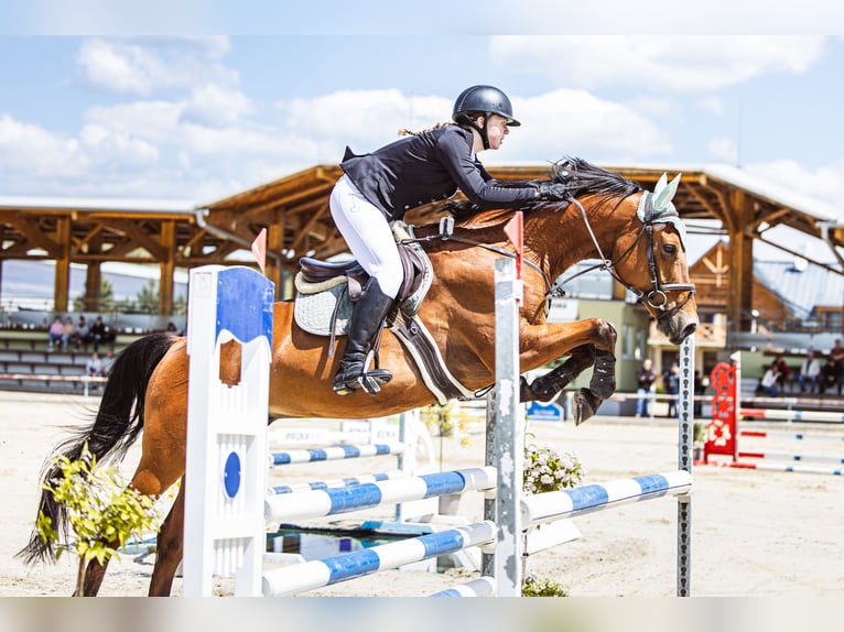Slovacco Castrone 12 Anni 164 cm Baio in Šamorín